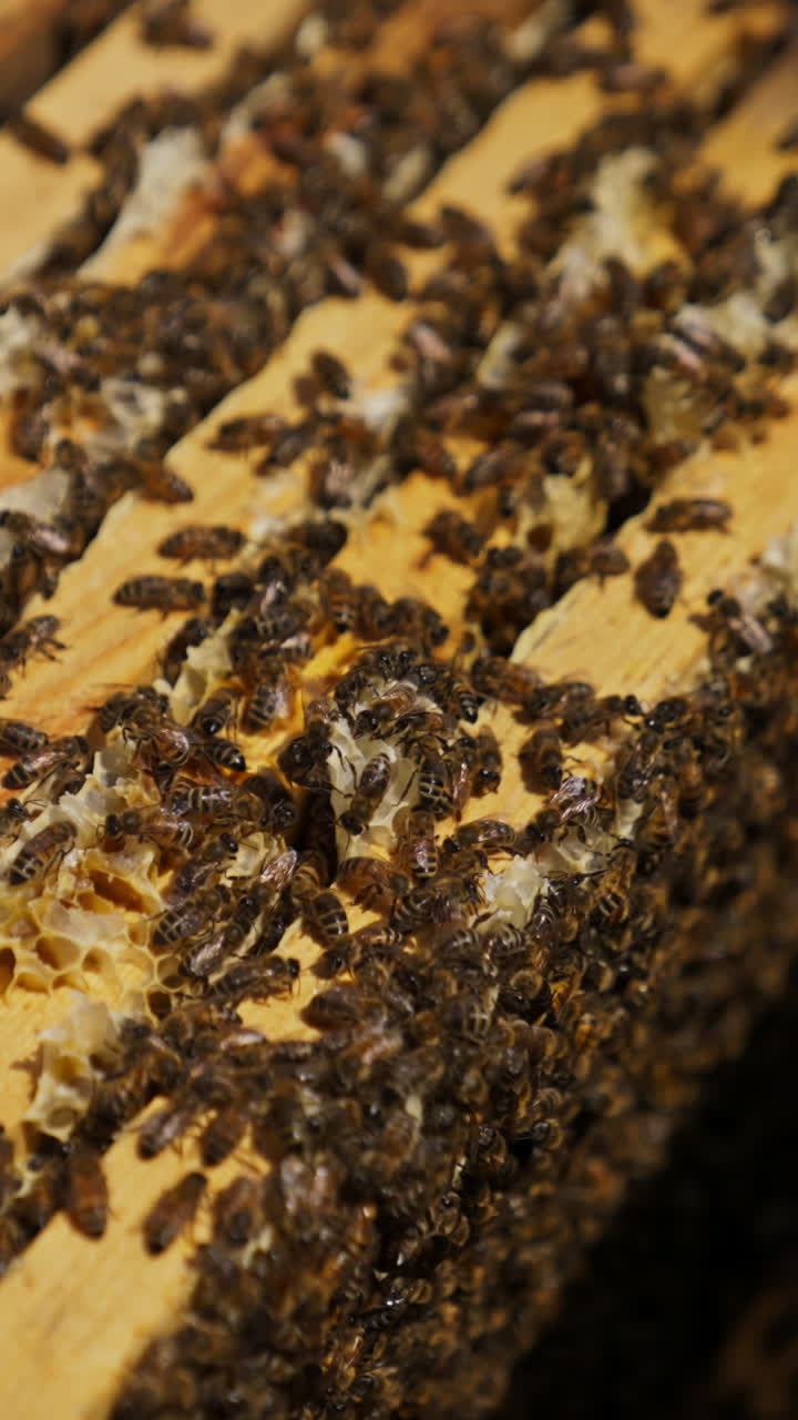 Few honey frames stacked inside the bee house. Brood of bees working inside the bee hive. Close up. Vertical video