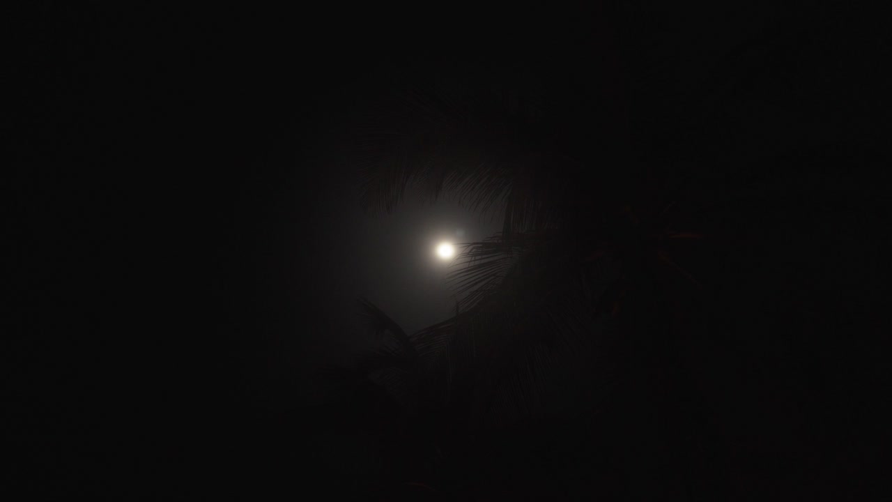 una vista hipnotizante se desarrolla cuando la luna se asoma a través de las siluetas de las palmeras, proyectando un resplandor encantador y creando una escena cautivadora de belleza natural