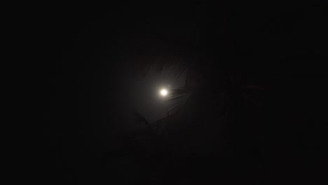 una vista hipnotizante se desarrolla cuando la luna se asoma a través de las siluetas de las palmeras, proyectando un resplandor encantador y creando una escena cautivadora de belleza natural