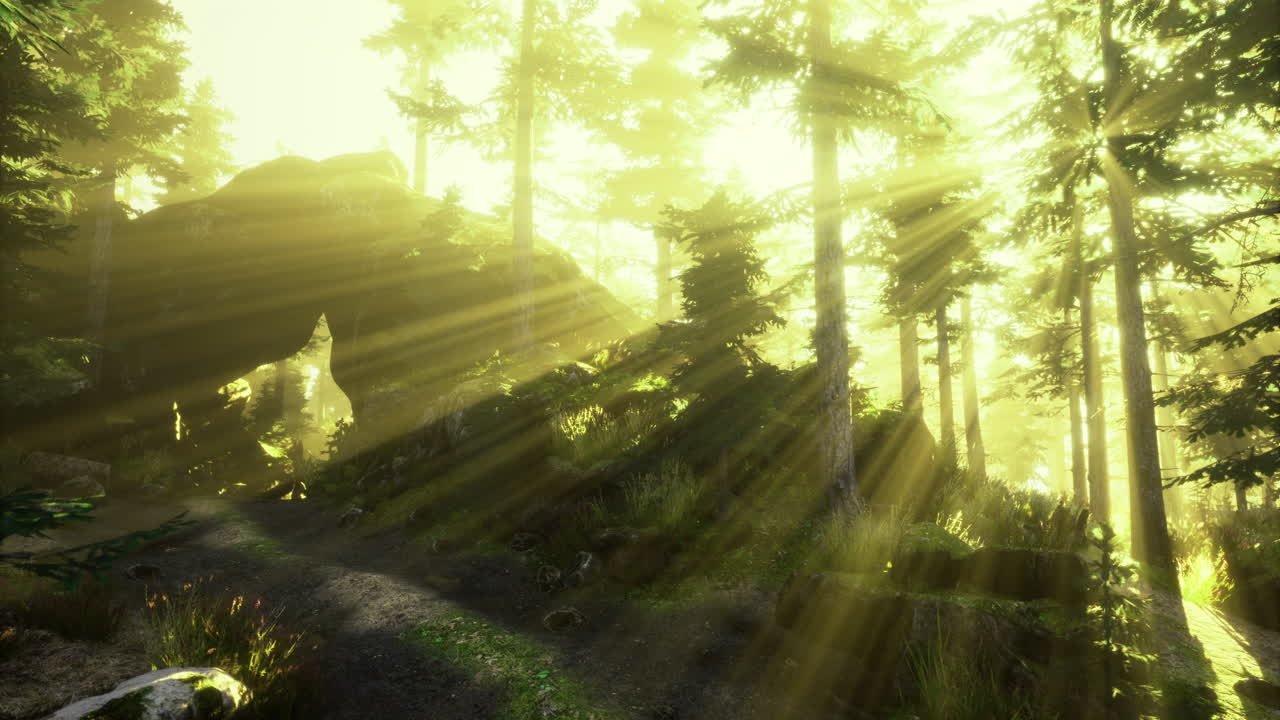 조용한 숲 속 의 울창 한 나무 들 을 통해 빛 이 필터링 된다