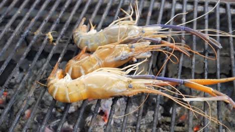 grill cooking red river prawns on hot charcoal in thailand