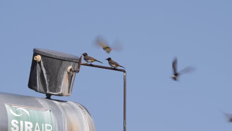 yellow-billed bulbuls drinking water from a bucket