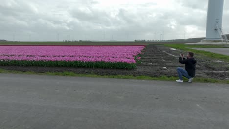 April-2024---4K-Aerial-of-tulip-fields-in-Flevoland,-The-Netherlands