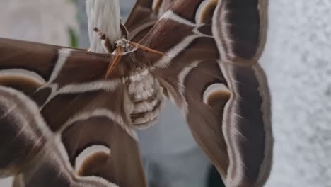 Close-up-shot-of-brown-giant-moth-body