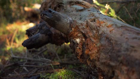 Slow-slider-forward-of-fallen-log-in-forest-on-sunny-day