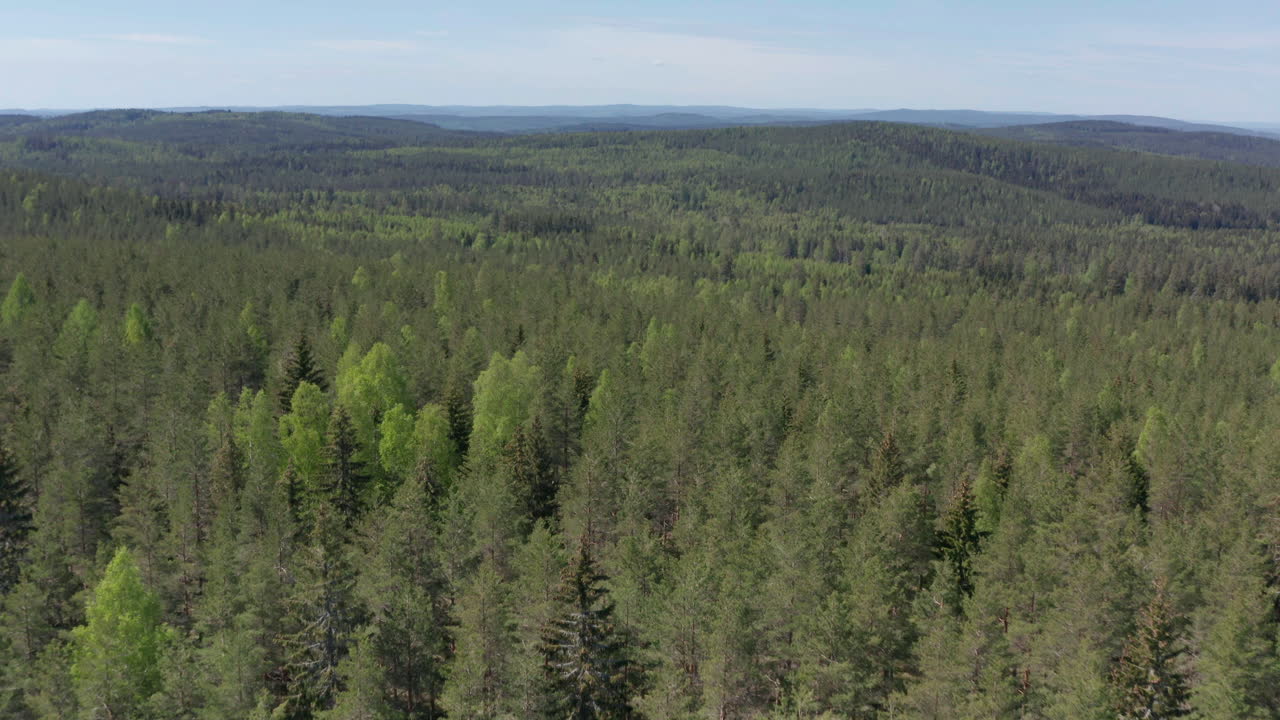 Dronekuva loputtoman vihreän puuston latvuston yltä syrjäisissä Ruotsin metsissä.