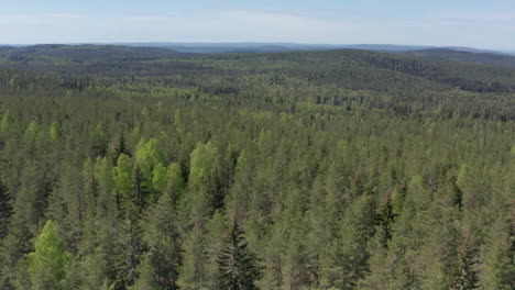 drone view over endless green tree canopy of remote woods in sweden