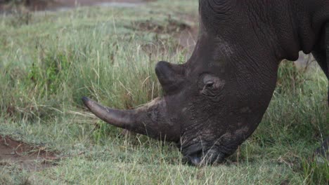 Breitmaulnashorn-Grasen-Im-Aberdare-Nationalpark,-Kenia,-Afrika