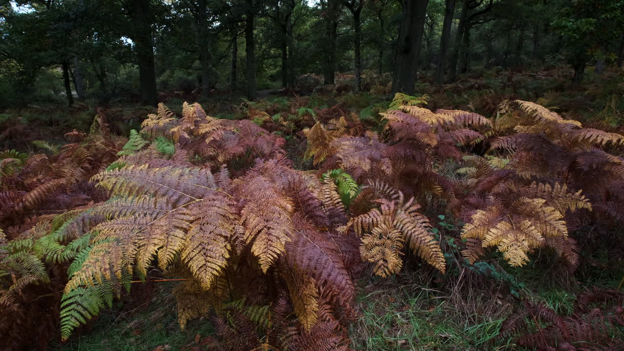 los helechos del bosque en pleno color otoñal se mecen en una suave brisa, warwickshire, inglaterra