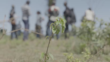 a close up of an indigenous croton tree seedling planted on a windy day with people in the background