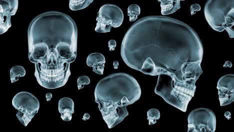 skulls x-ray spinning. loop. 3d animation.