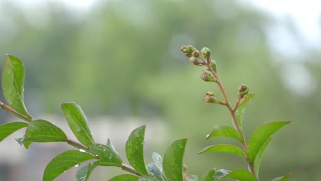 Statische-Aufnahme-Einer-Pflanze-Nach-Regen-Mit-Tropfen-Auf-Den-Blättern