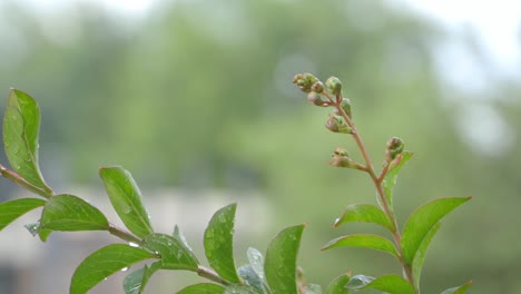 toma estática de una planta después de la lluvia con gotitas en las hojas