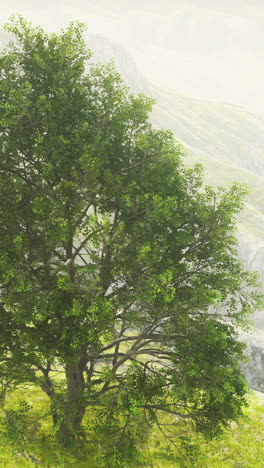 solitary tree on a misty mountainside