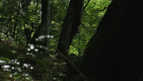 Tiro-Deslizante-De-Un-Grupo-De-árboles-En-El-Corazón