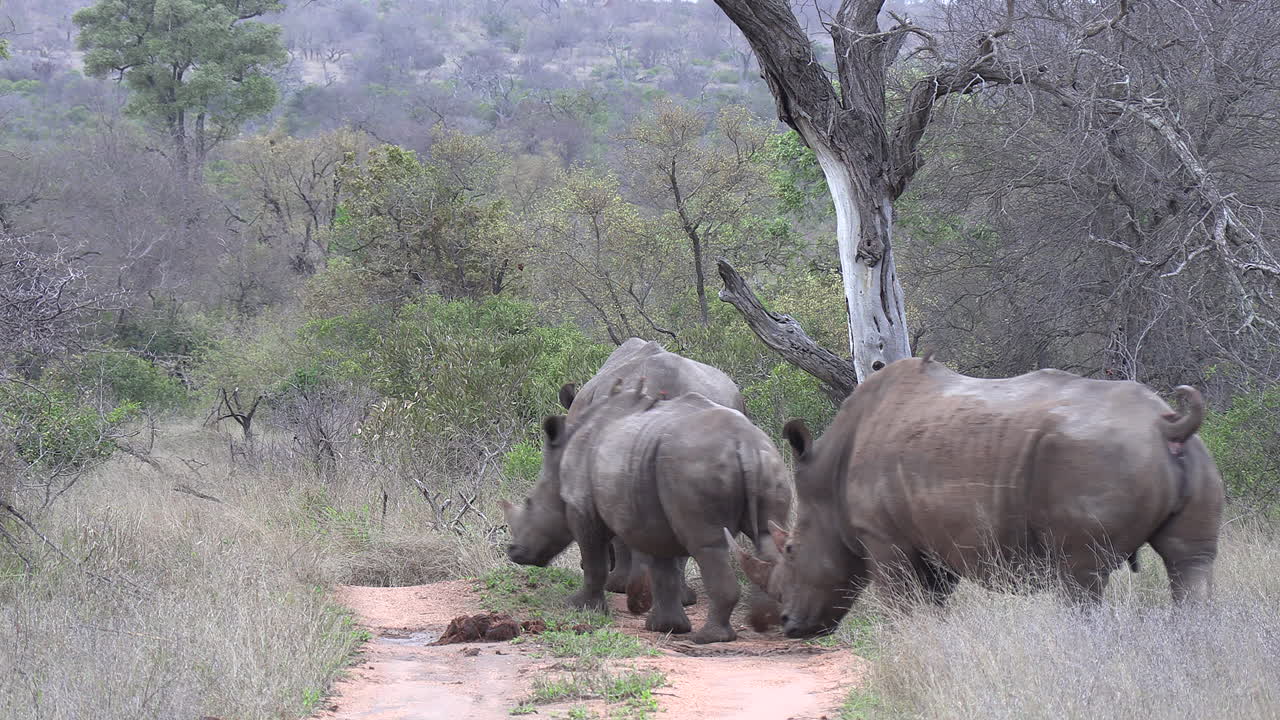 코뿔소 무리가 남아프리카 숲지대의 흙길을 따라 천천히 걷고 있다