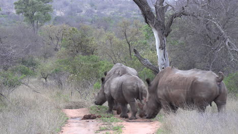 group of rhinos walk slowly by dirt road in south african bushland