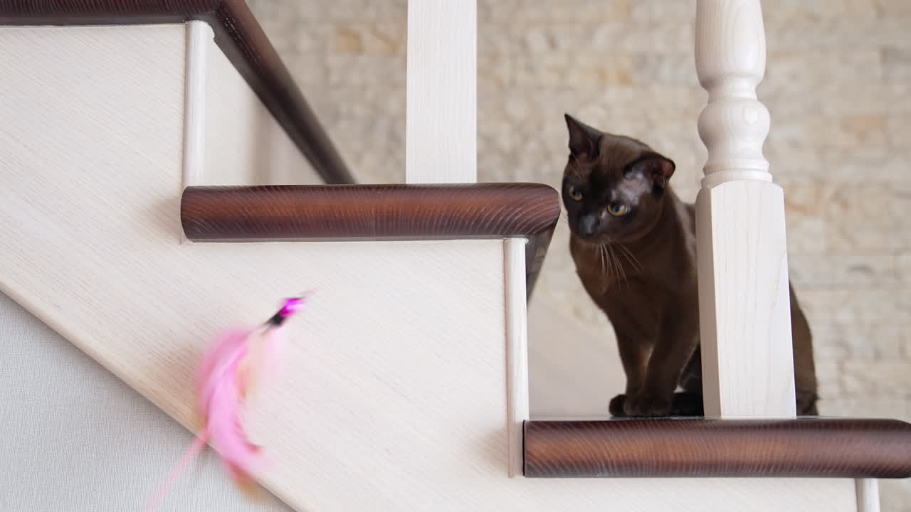 Giovane gatto scuro che gioca con un giocattolo. Gattino nero allegro che caccia il giocattolo.