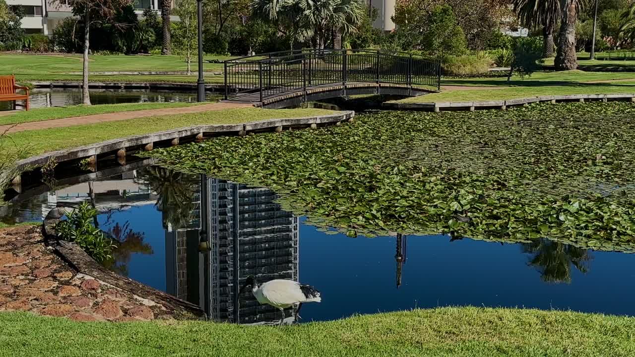 Queens Gardens Perth with Ibis walking past water lily pads on lake