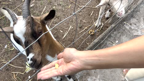 close-up shot of a human hand, feeding a curious goat through the fence at a farm