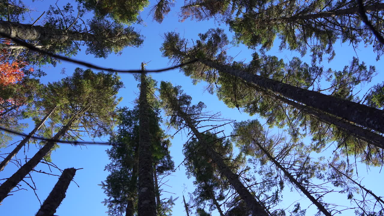 Ground view looking up at tall conifers swaying in the wind in Mauricie, Quebec, Canada. Autumn light highlights the trees and vibrant forest canopy