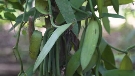 Vainas-Verdes-Que-Crecen-En-Vides-De-Plantas-De-Vainilla-En-La-Jungla,-Toma-De-Pedestal