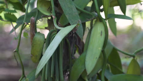 vainas verdes que crecen en vides de plantas de vainilla en la jungla, toma de pedestal