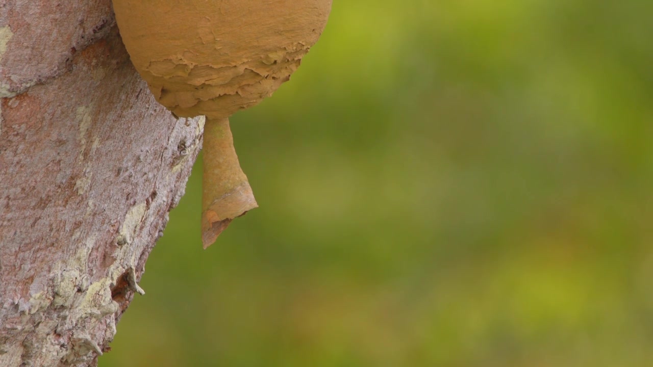 Small Bee entering the pipe like entrance of the Mud hive of the stingless bees