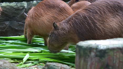 capibara alimentándose de comida entre el rebaño, tiro de cerca