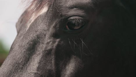 extreme close-up of a horse's eye