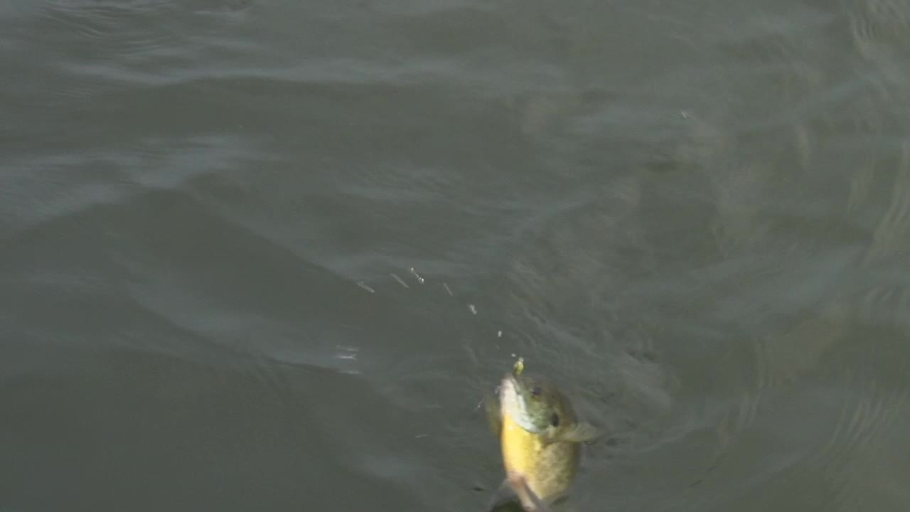 View Of Caught Fish On Fishing Tackle While Being Pulled Out Of The Water - high angle