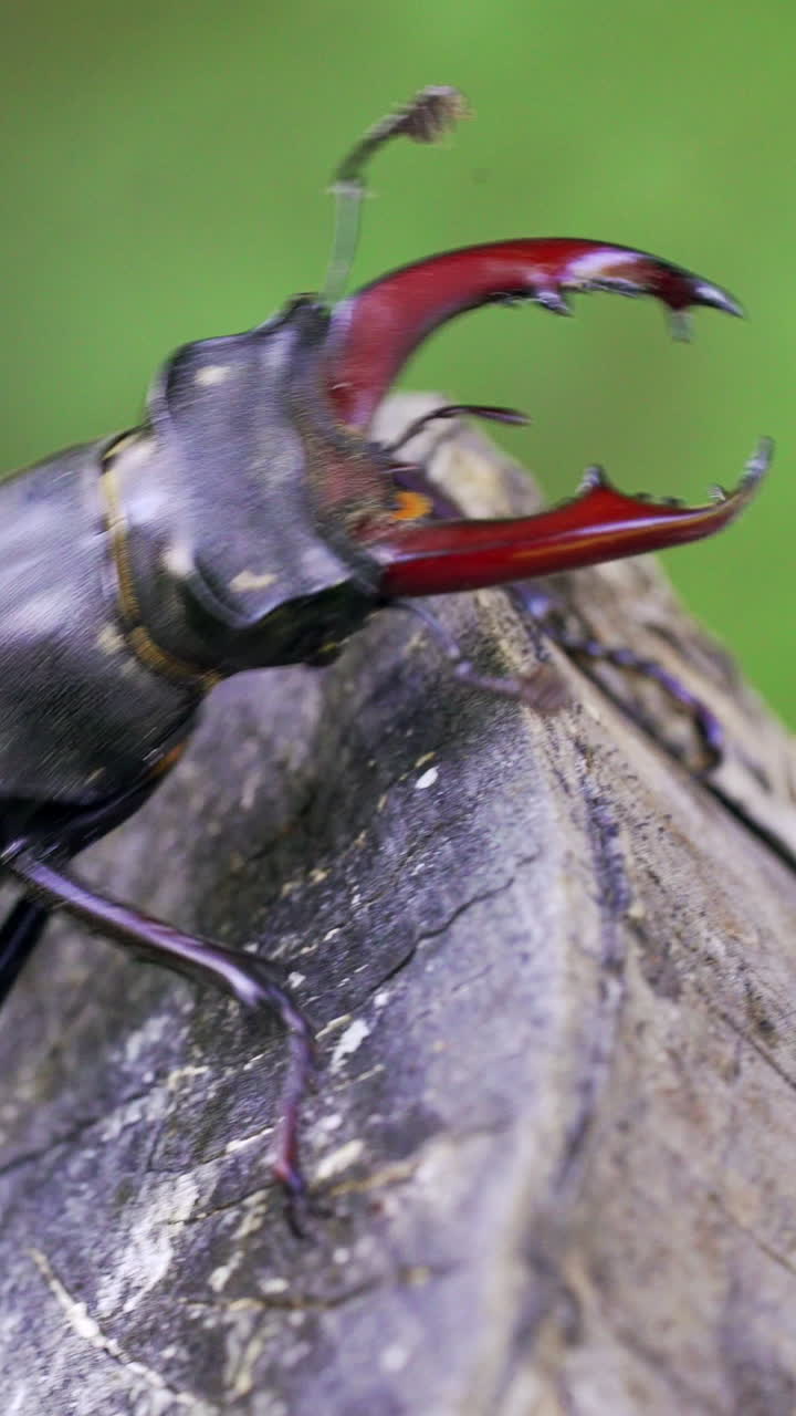 Stag Beetle (Lucanus cervus). Insect stag beetle on the old tree. Fighting beetle Vertical video