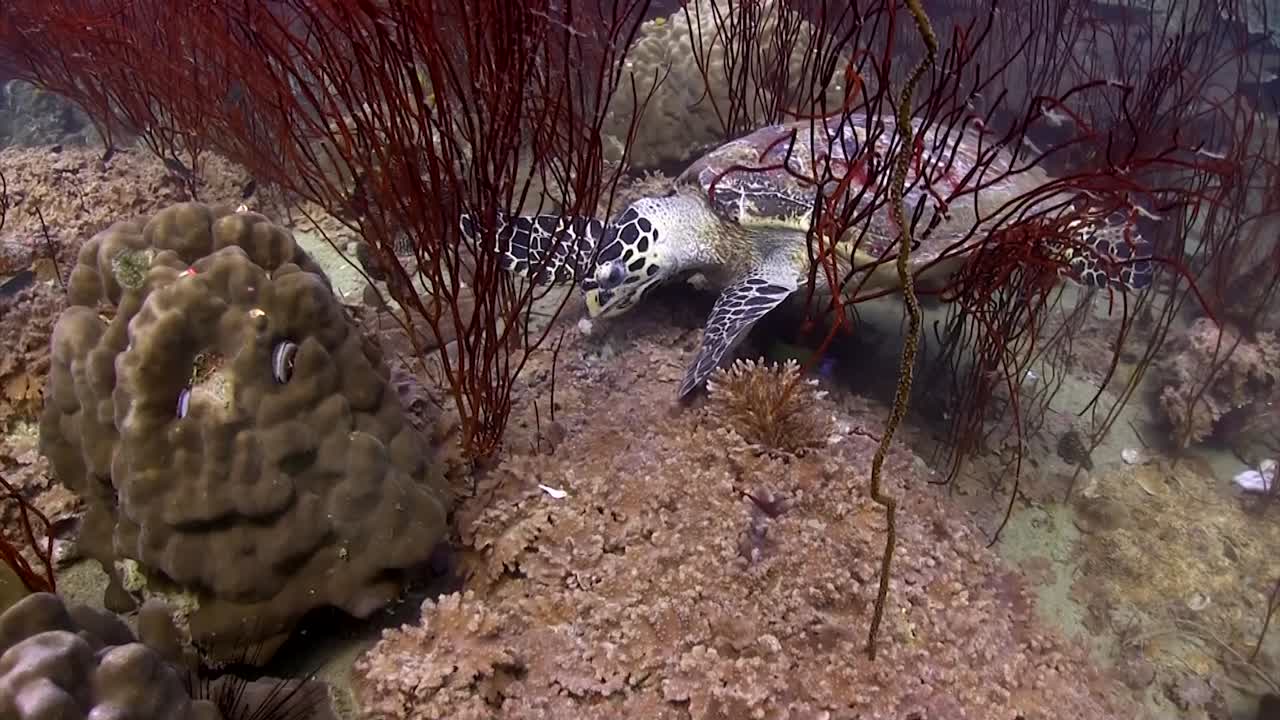 koh tao-2의 대모 거북