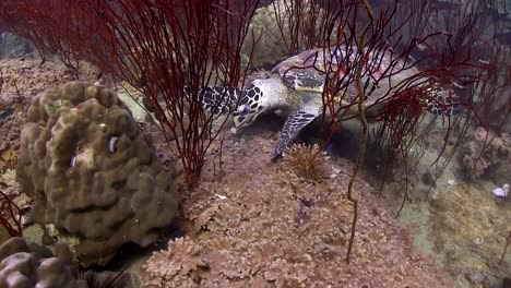 Hawksbill-turtle-at-Koh-Tao-2