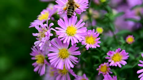 bee collecting pollen from flower