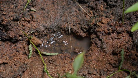 close-up of a small puddle of water in muddy soil