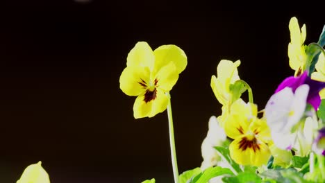 gelbe und violette violablüten bewegen sich sanft in der sommerbrise