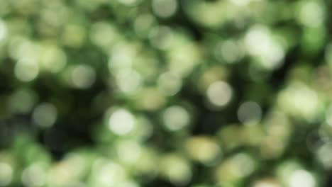 verde abstracto en el fondo de la granja