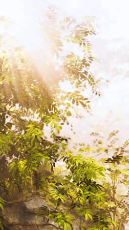 sunlight filtering through mist in a forest