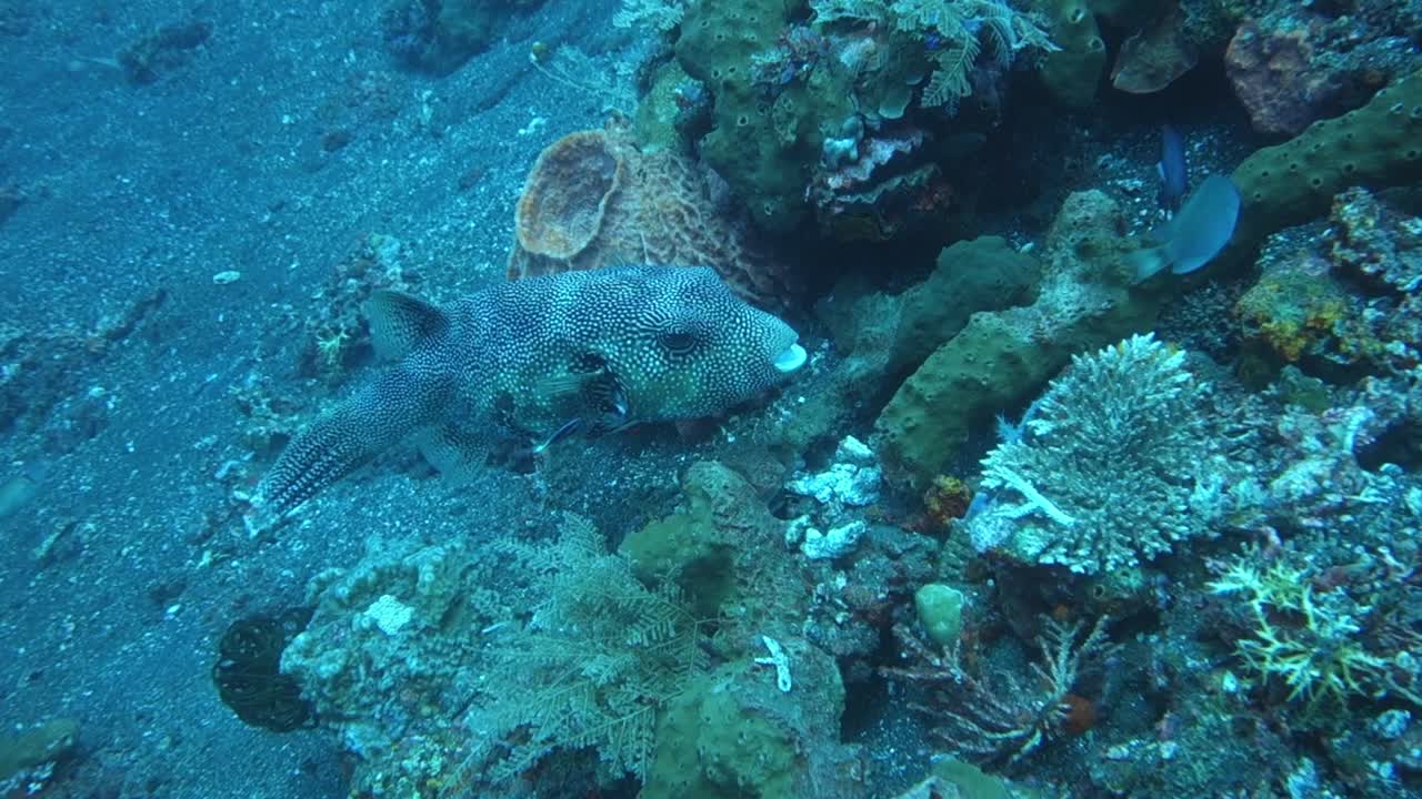 Undervandsoptagelse af en kuglefisk, der svømmer rundt om koralrevene ved Monkey Reef, Indonesien, og viser havets biodiversitet