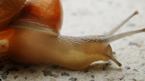 el caracol amarillo con su concha se mueve lentamente, haciendo su camino constantemente