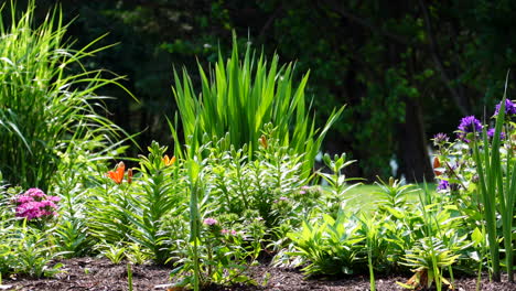 flowers in an outdoor flower garden blowing in the wind