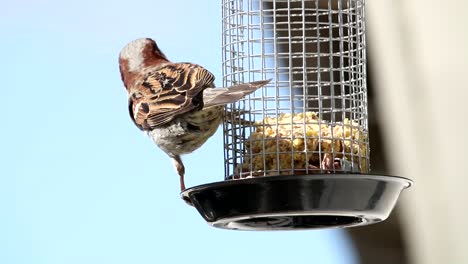 House-sparrow-in-home-garden-eating-food-from-feeding-cage-and