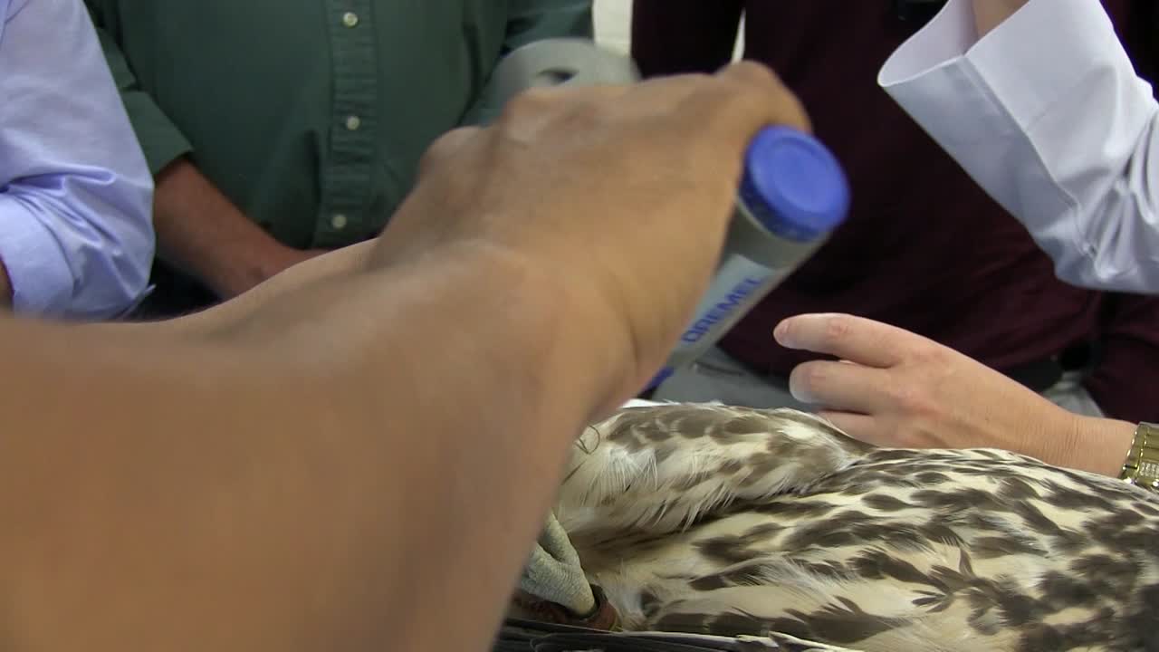 새의 발톱이 손상되어 간병인이 날카롭게 하고 기계로 청소하고 있습니다.