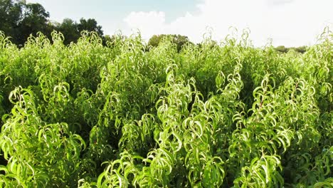 Die-Steigende-Luftneigung-Nach-Unten-Zeigt-Einen-Pfirsichgarten-Unter-Blauem-Himmel