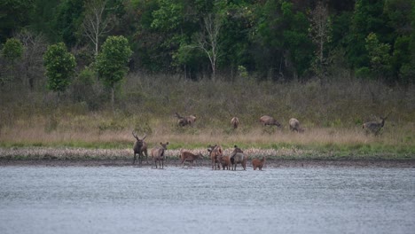 Ciervo-Sambar,-Rusa-Unicolor,-Santuario-De-Vida-Silvestre-De-Phu-Khiao,-Tailandia