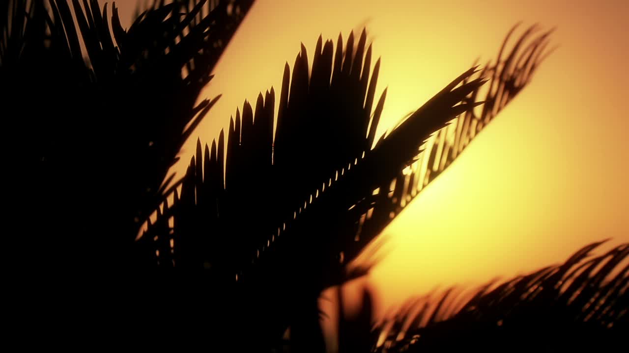 Sunset through palm trees