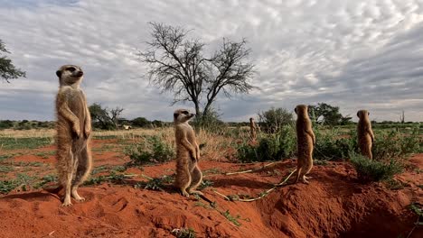 Suricatas-Disfrutando-Del-Sol-De-La-Mañana,-Explorando-Intensamente-El-área-En-Busca-De-Peligro-En-El-Sur-Del-Kalahari