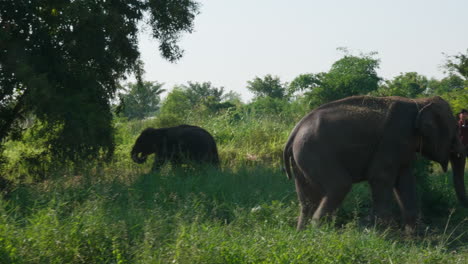 elephants in a natural habitat