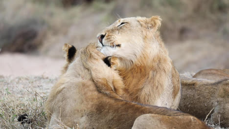 medium shot of two young male lions grooming each others' heads, greater kruger